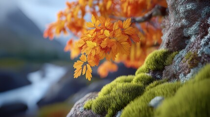 October Autumn scenery, mossy rock under red leaf tree with river view 