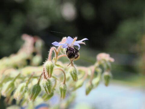 Biene an Bl&uuml;te mit Spinnwebe