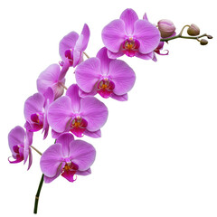 Fototapeta premium Pink orchid branch isolated on transparent background