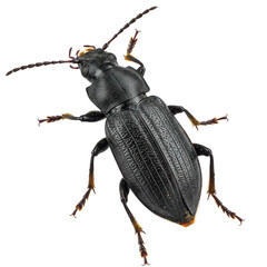 Black ground beetle detailed dorsal view isolated on transparent background
