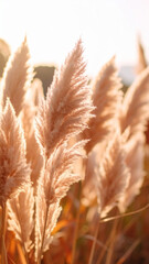 Golden Pampas Grass Sways Gently in the Warm Sunlight During Late Afternoon in a Tranquil Outdoor Setting