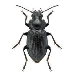 Black ground beetle dorsal view isolated on transparent background