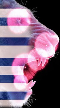 A surreal image of a roaring lion with overlay of U.S. flag stripes, symbolizing fierce patriotism and strength. 4th of july concept. 
