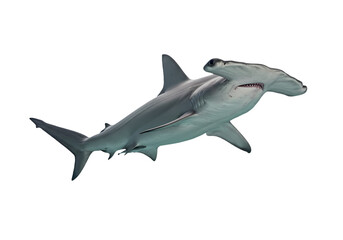 Obraz premium Amazing Great Hammerhead Shark: Ocean Wildlife, Marine Life Photography on white background