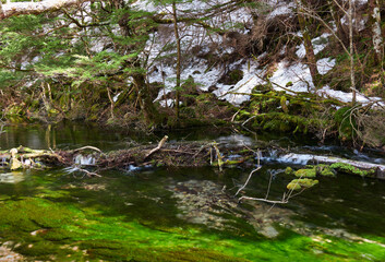 春の観光名所上高地の森と渓流の風景