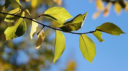 Obraz premium Illuminated Green and Yellow Leaves Adorn a Branch Set Against a Vibrant Blue Sky in Late Summer Time
