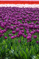 Obraz premium Flowering Tulips at the Tulip Festival around Mount Vernon, WA