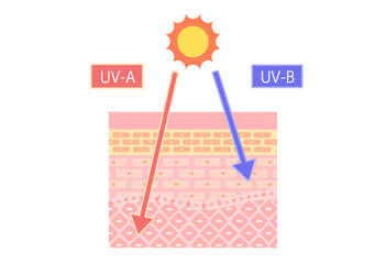 Illustration of UV-A and UV-B Effects on Skin – Skin Layer Diagram
