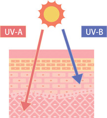 Illustration of UV-A and UV-B Effects on Skin – Skin Layer Diagram