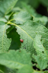 Colorado potato beetle larva on damaged potato leaf