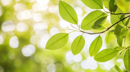 Fototapeta premium Lush Green Leaves on Branch with Blurred Sunlight Bokeh in Natural Background