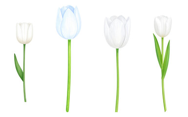 A collection of beautiful white tulips showcasing elegance and purity in nature.