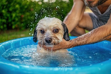 A Shih Tzu Dog Getting a Bath in a Pool, Dog Grooming Time photo.
