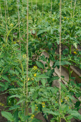 green bushes tomato in a greenhouse close up, organic farming and spring gardening