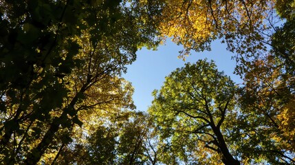 Vibrant Forest Canopy View with Green and Yellow Leaves Against a Clear Blue Sky on a Sunny Day