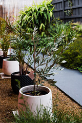 live and palm trees in black and white pots in beautiful australian backyard