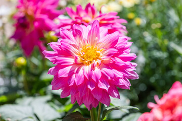 Purple dahlias bloom beautifully in the flower garden. warm sunlight