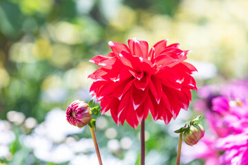 A red dahlia flower found in a flower garden. warm sunshine