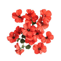 Obraz premium 3d realistic red geranium flowers bouquet isolated on transparent background