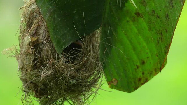 Little Spiderhunter's nest, ingeniously constructed and hanging from the underside of a large banana leaf, for concealment and protection with bright green foliage background
