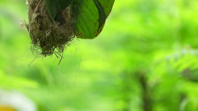 Little Spiderhunter's nest, ingeniously constructed and hanging from the underside of a green banana leaf