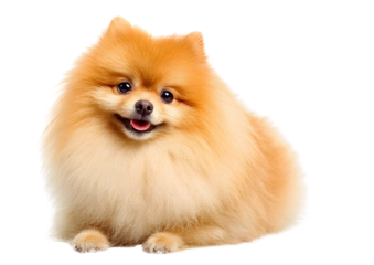 Adorable Pomeranian dog PNG transparent isolated image highlighting its fluffy coat and cheerful demeanor.