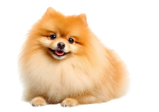 Adorable Pomeranian dog PNG transparent isolated image highlighting its fluffy coat and cheerful demeanor. - Powered by Adobe