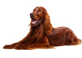Charming Irish Setter dog PNG transparent isolated image emphasizing its lively personality and striking appearance.