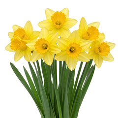 Bunch of yellow daffodils isolated on transparent background
