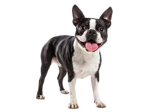 Charming Boston Terrier dog PNG transparent isolated image showcasing its adorable face and affectionate nature.