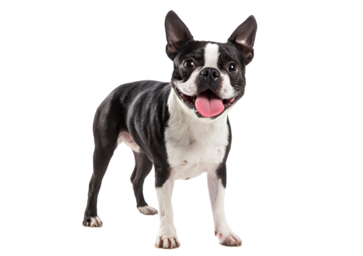 Charming Boston Terrier dog PNG transparent isolated image showcasing its adorable face and affectionate nature.