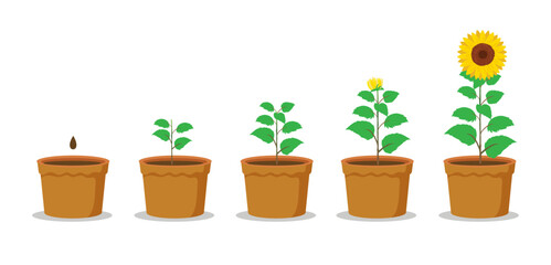 sunflower plant growth stages from seed blooming into flowering illustration clipart