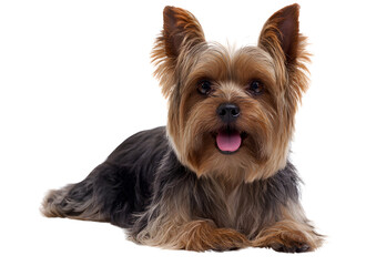 Charming Yorkshire Terrier dog PNG transparent isolated image showcasing its beautiful, long coat and lively personality.