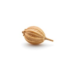 High-Resolution Close-up of a Single Coriander Seed, Isolated on White Background