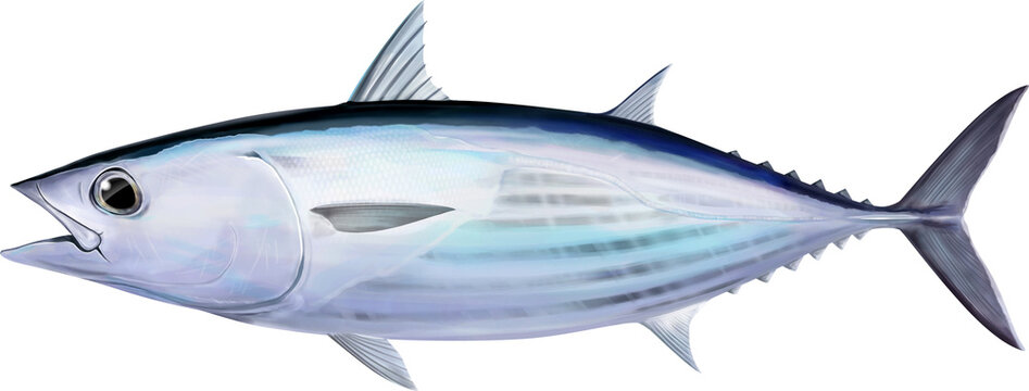 Salt water fish Bonito Kipjack Tuna