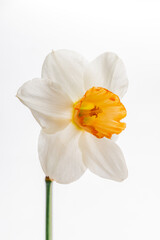 Fototapeta premium A beautiful daffodil with white petals and a bright orange center embodies spring's essence