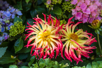 Cactus dahlias have narrow, pointed petals that curl or twist. Dahlia pinnata