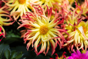 Cactus dahlias have narrow, pointed petals that curl or twist. Dahlia pinnata
