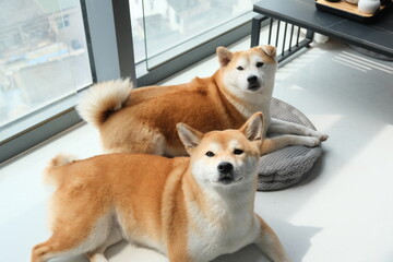 shiba inu sisters