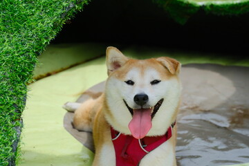 shiba inu smiling