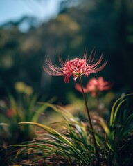 Red Spider Lily Blossoming Amidst Grass with Ethereal Forest Backdrop, bathed in Natural Sunlight, Selective Focus Aesthetic