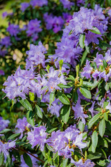 Fototapeta premium Purple blossoms flourish on lush greenery, creating a captivating display in a peaceful garden