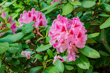 Vibrant pink rhododendron blossoms dance among green leaves in a tranquil garden during spring