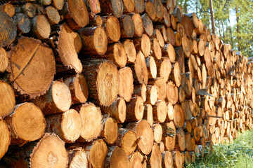 Softwood firewood pile for warm energy