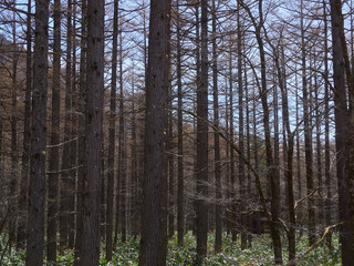 春の観光名所上高地の原始林の風景