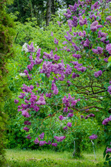 Purple lilac flowers bloom abundantly, filling the garden with a sweet fragrance