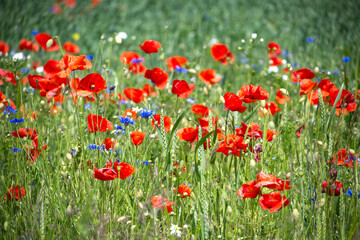 Beautiful Wildflower Field With Vibrant Red Poppies and Blue Cornflowers