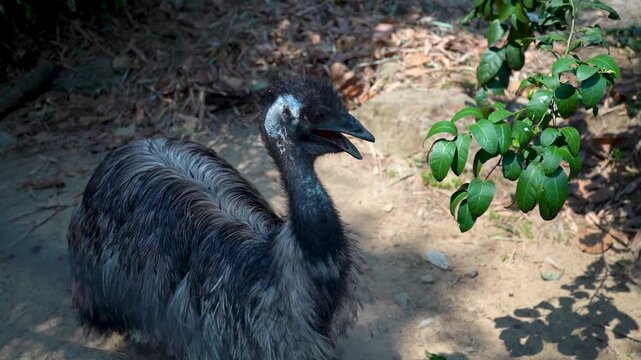 The Ostrich in All Its Glory
