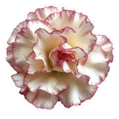 Beautiful flower with delicate white petals edged in pink, showcasing intricate layers and soft, romantic appearance Transparent background or png
