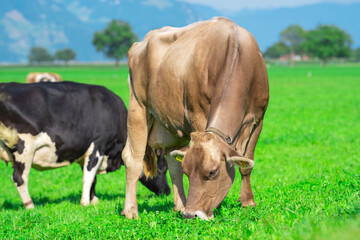 Cow standing in a green pasture. Cow in the field. Livestock grazing in the countryside. Farm life with cattle and calves. Cow in a rural landscape. Ranch with grazing bovine. Dairy cow.